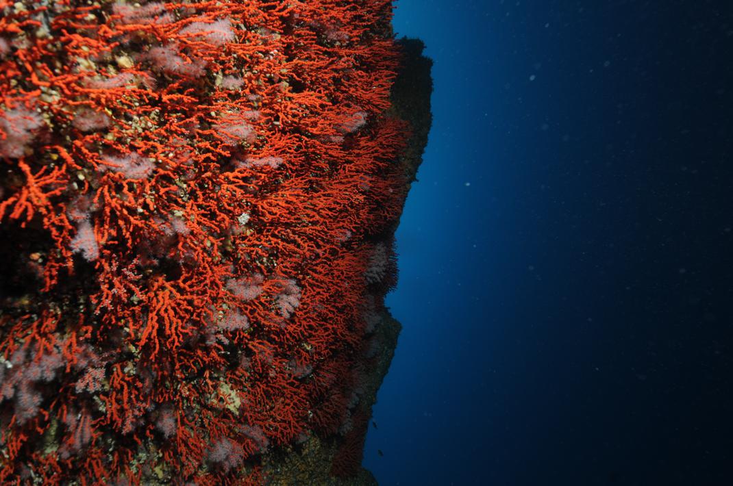 Red coral (F. Zuberer)